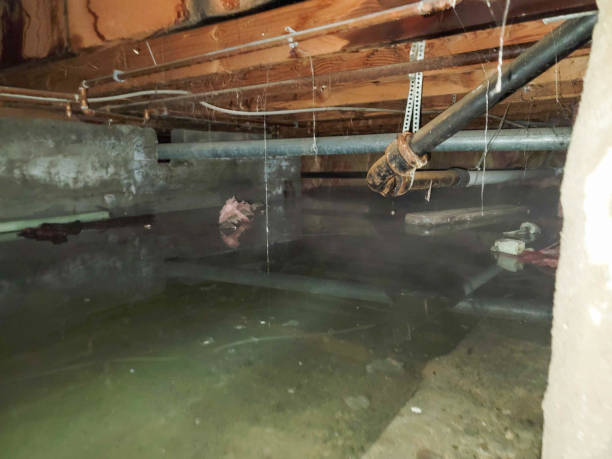 Best Sewage cleanup and water damage restoration  in Frostburg, MD