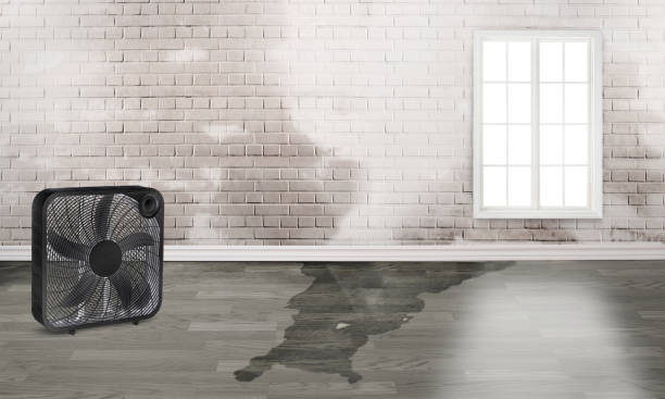 Best Water damage cleanup near me  in Frostburg, MD